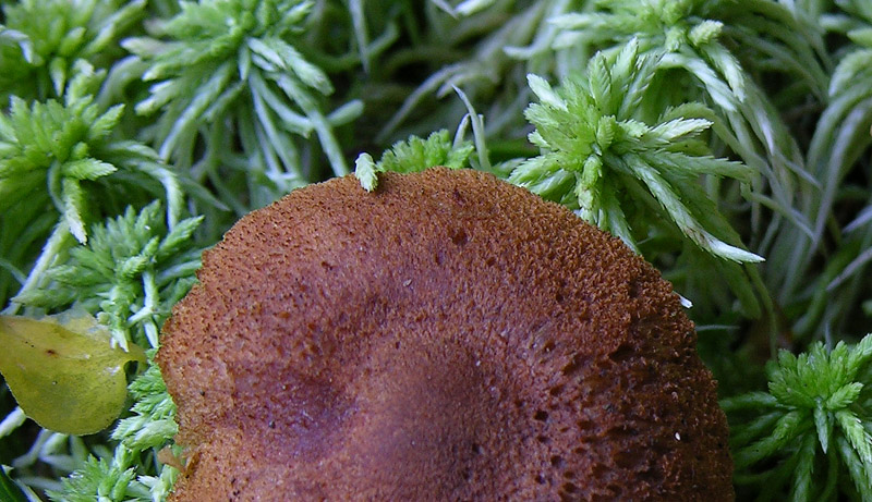 Cortinarius cinnamomeoluteus Orton.